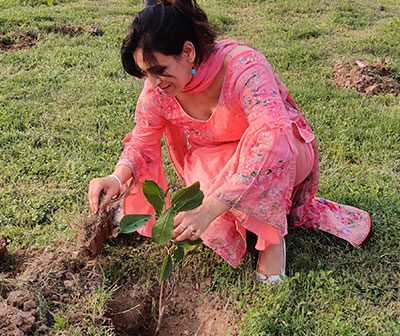 treeplantation